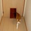 ペットドア　猫用のドア　犬用ドア